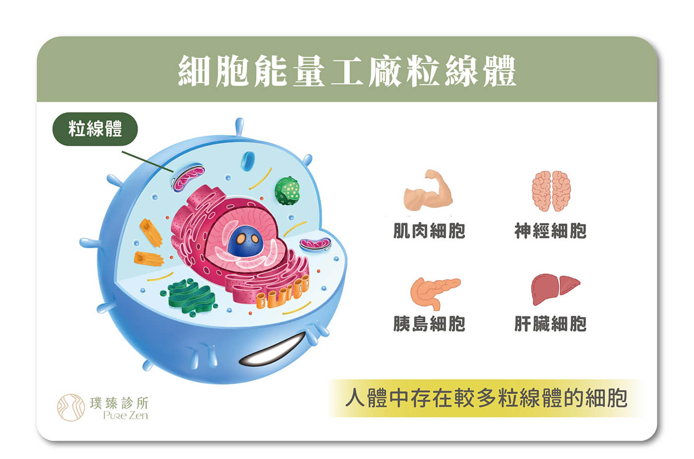 代謝脂肪酸產生所需能量，粒線體又被稱為細胞能量工廠，能為身體供給能量、燃燒脂肪，廣泛存在於肌肉、肝臟、胰島及神經細胞。