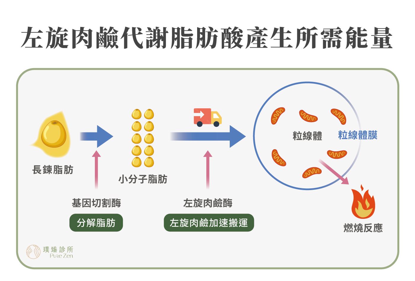左旋肉鹼代謝脂肪酸產生所需能量_消脂點滴減重特點