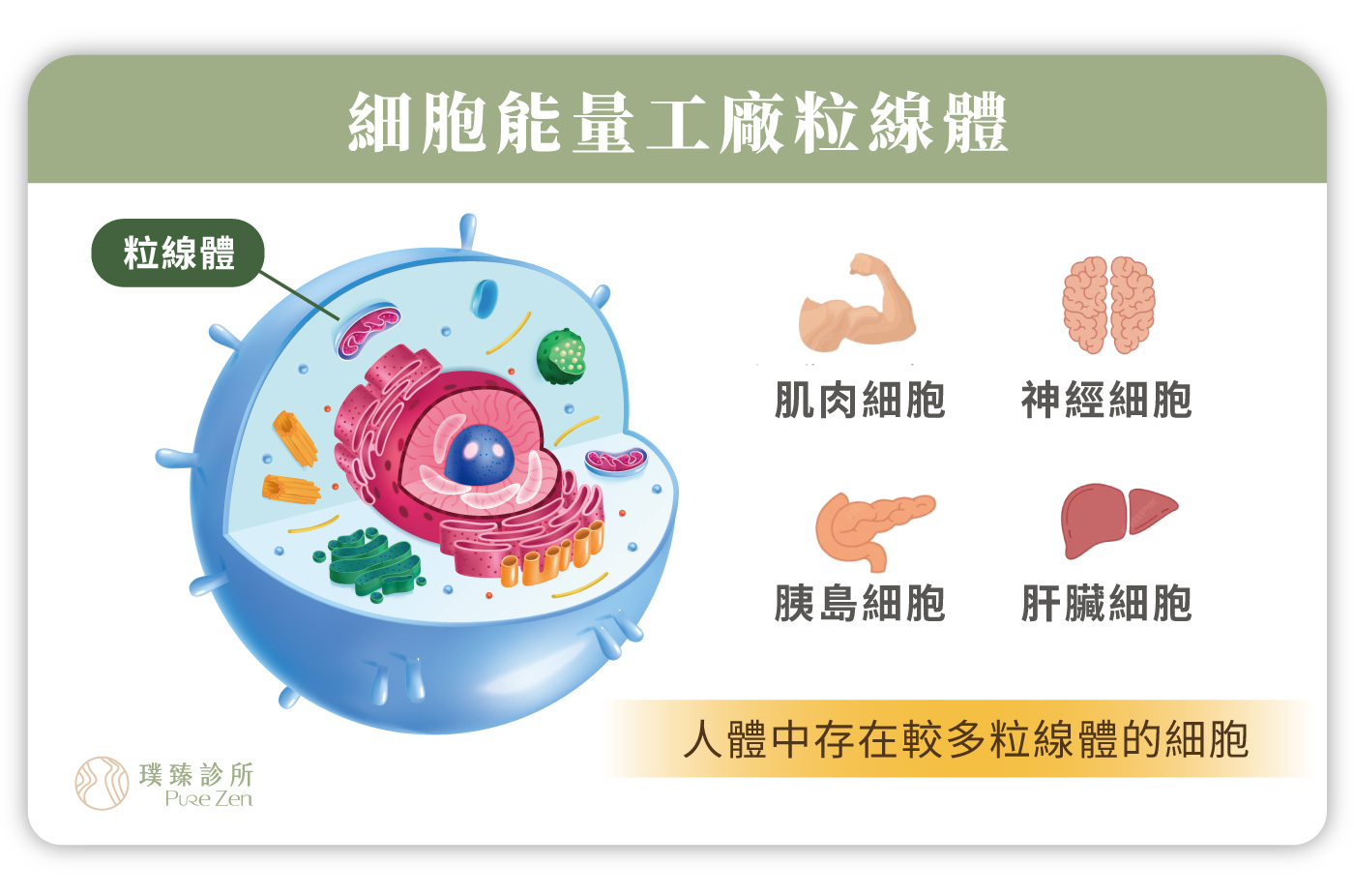 細胞能量工廠粒線體_人體中存在較多粒線體的細胞