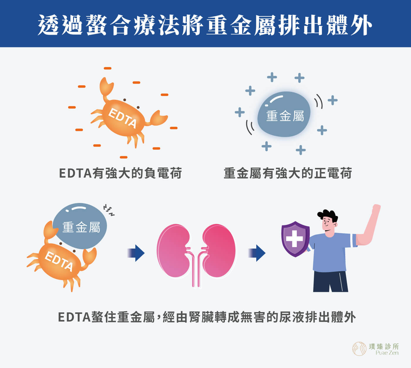 螯合點滴特點,螯合療法透過靜脈滴注將金屬離子螯合劑EDTA注入,經由血液循環全身,與體內的有害重金屬產生螯合作用,結合為穩定安全的螯合物,經由腎臟過濾形成尿液排出體外。