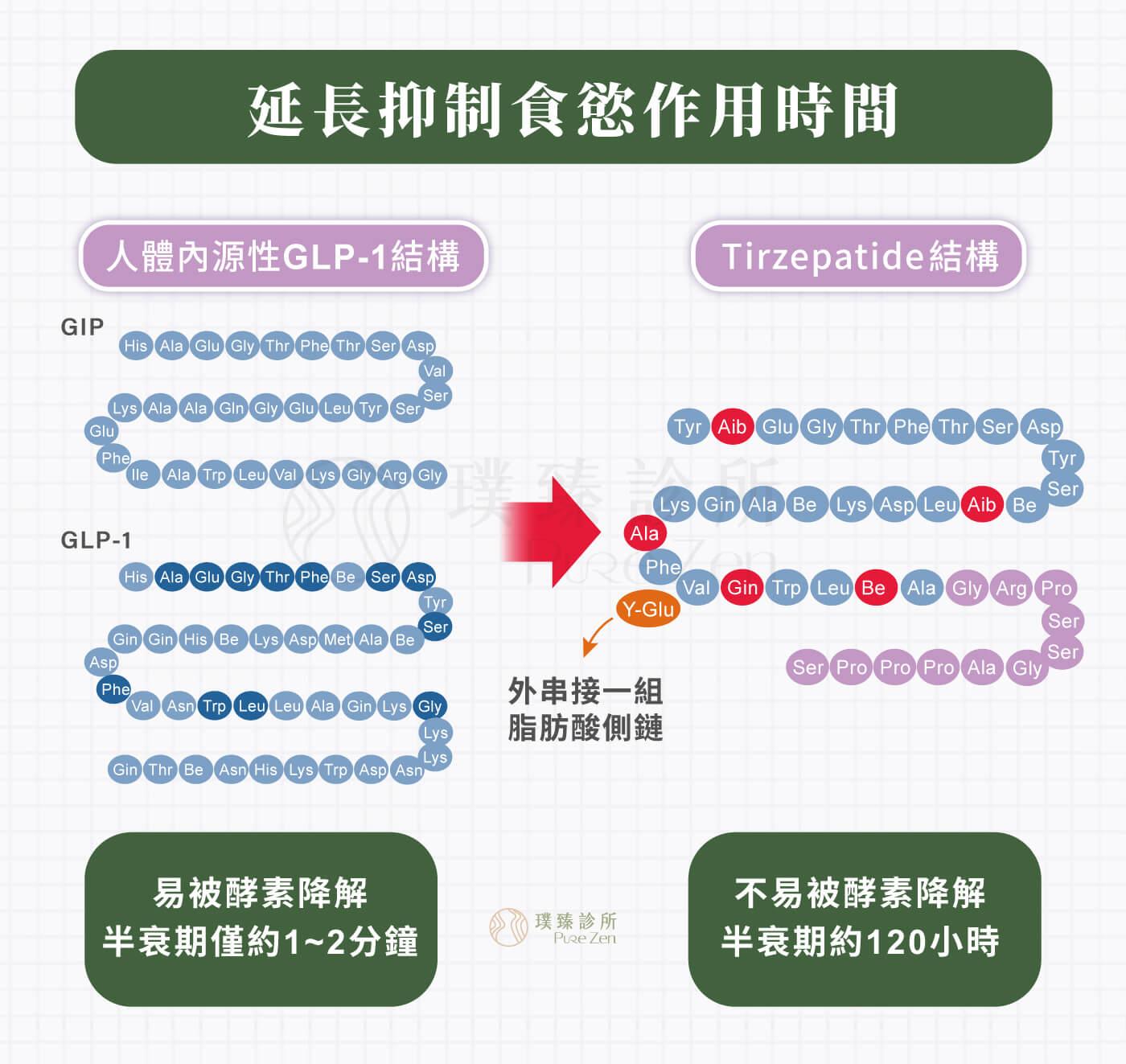 猛健樂同時能延緩胃排空的速度,減緩腸胃蠕動,刺激大腦中樞神經的下視丘產生飽足感。並將GLP-1及GIP的半衰期從2分鐘延長至5天,達到較長時間抑制食慾及代謝脂肪的體重控制作用。 圖片檔名:猛健樂延長抑制食慾作用時間 猛健樂延長抑制食慾作用時間
