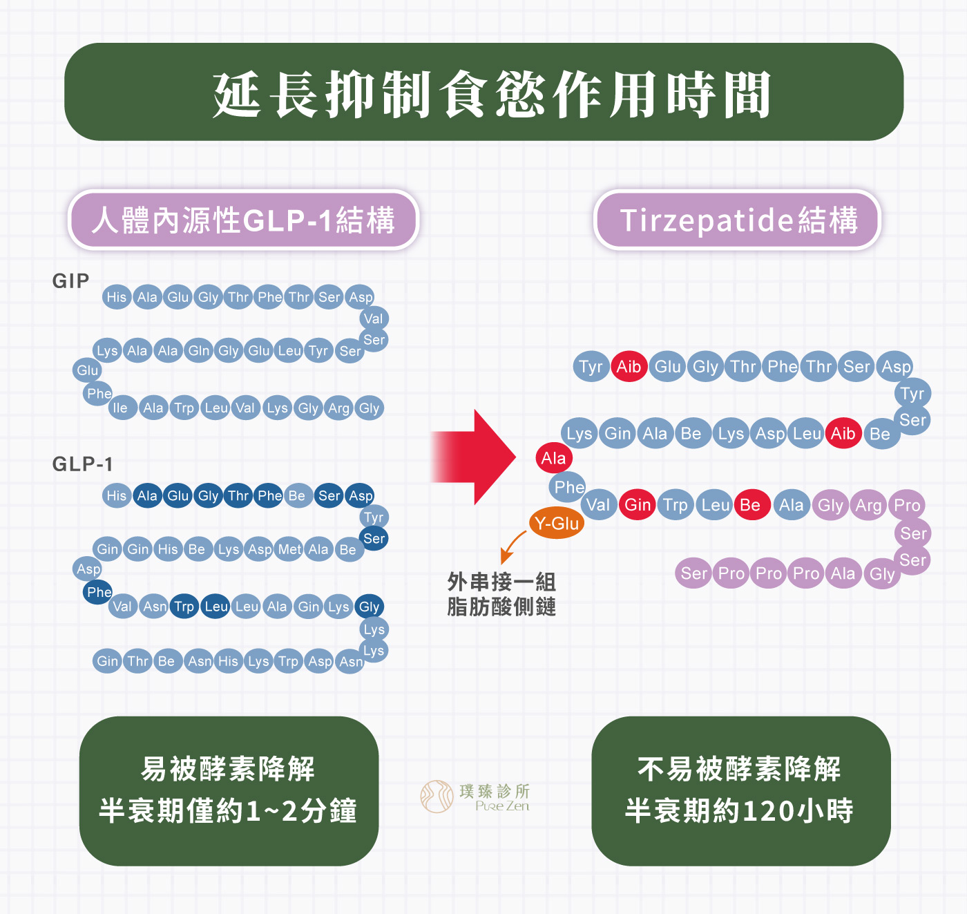 猛健樂同時能延緩胃排空的速度,減緩腸胃蠕動,刺激大腦中樞神經的下視丘產生飽足感。並將GLP-1及GIP的半衰期從2分鐘延長至5天,達到較長時間抑制食慾及代謝脂肪的體重控制作用。 圖片檔名:猛健樂延長抑制食慾作用時間 猛健樂延長抑制食慾作用時間