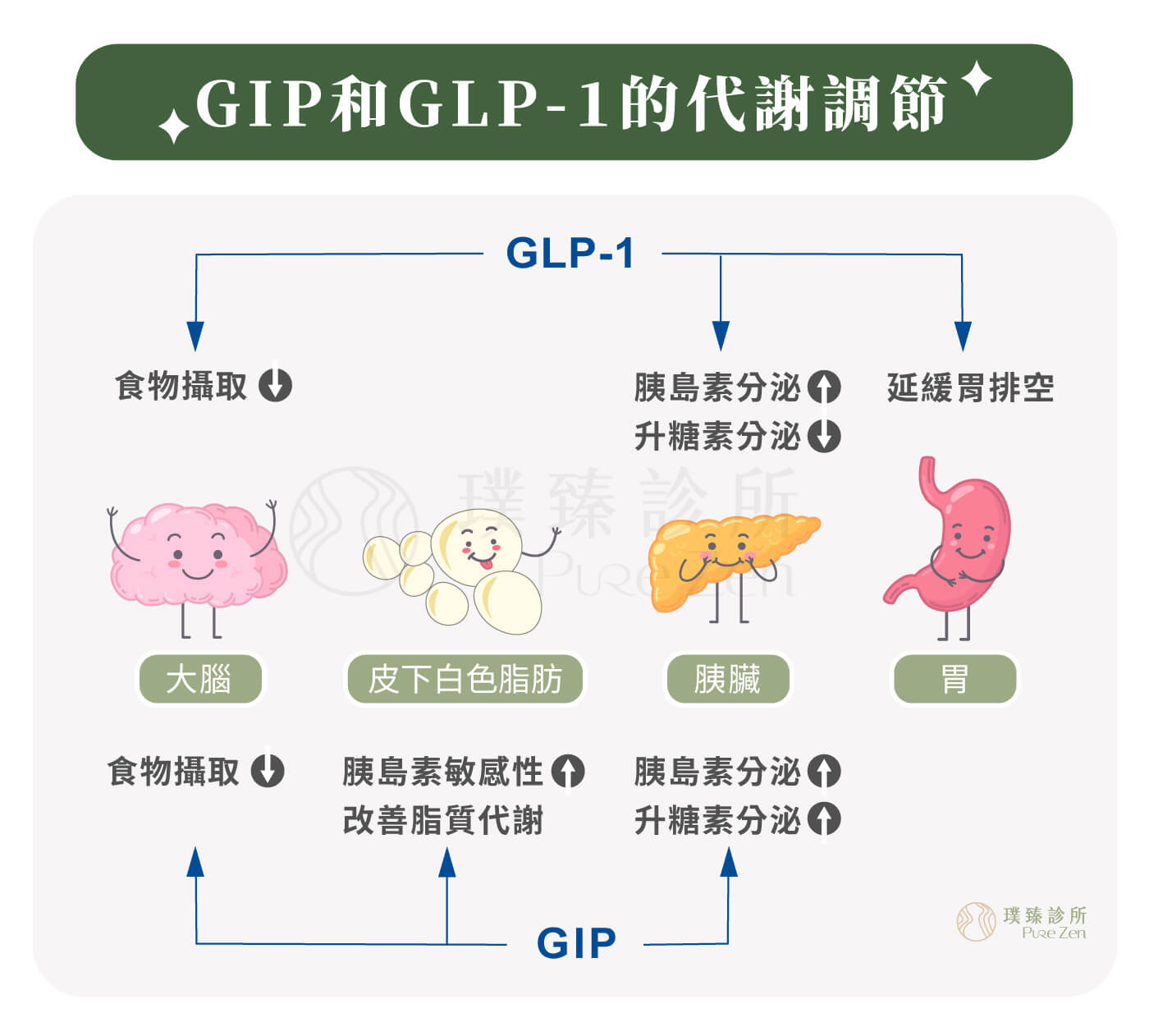 猛健樂的成分Tirzepatide為GIP受體和GLP-1受體促效劑,是市面上較少見可同時活化雙效腸泌素的輔助治療藥品,利用其機轉特性作用於胰臟、胃腸道、腎臟、心臟和大腦中樞及脂肪細胞。 猛健樂的成分Tirzepatide為GIP受體和GLP-1受體促效劑,是市面上較少見可同時活化雙效腸泌素的輔助治療藥品,利用其機轉特性作用於胰臟、胃腸道、腎臟、心臟和大腦中樞及脂肪細胞。
