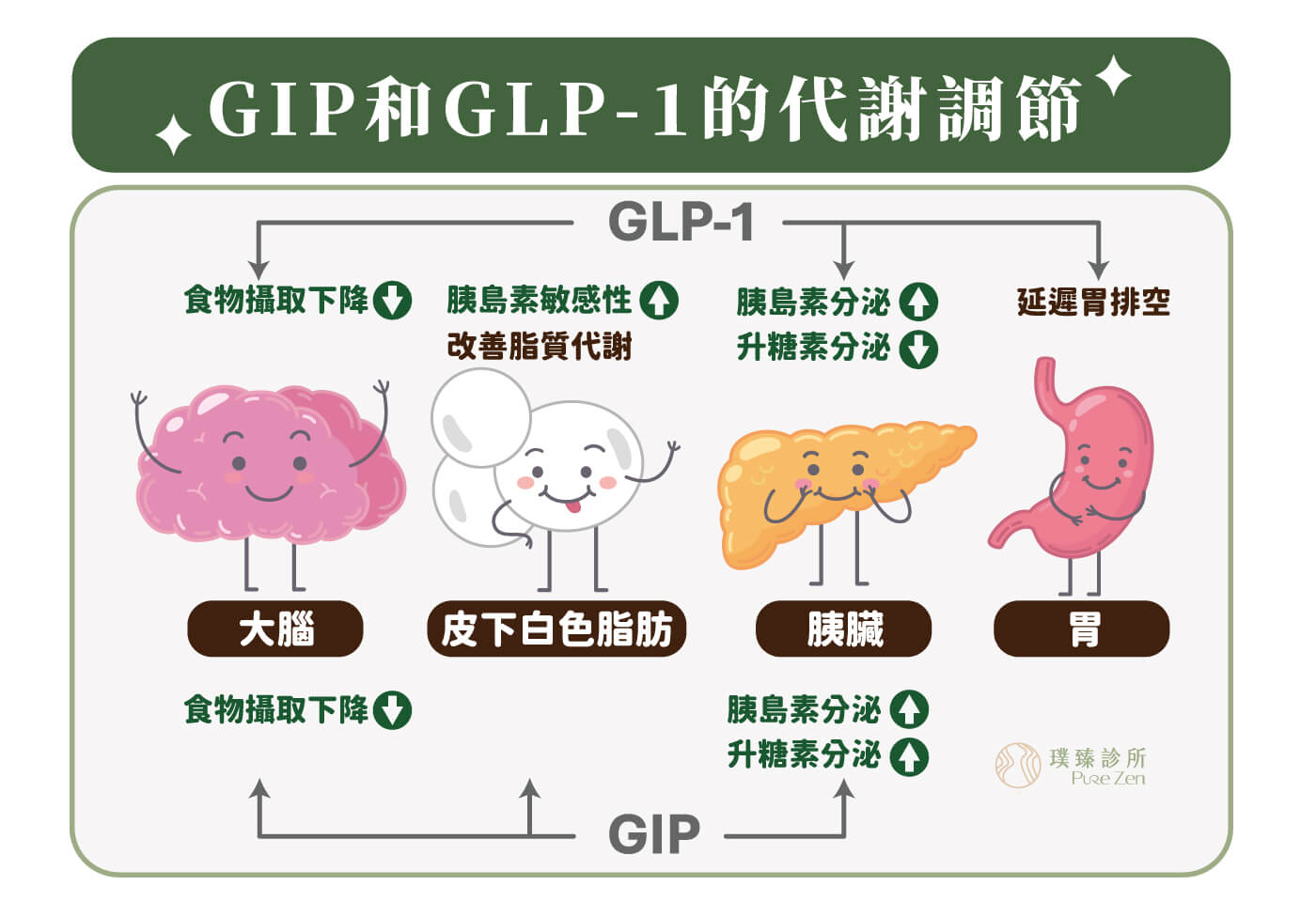 猛健樂的成分Tirzepatide為GIP受體和GLP-1受體促效劑,是市面上較少見可同時活化雙效腸泌素的輔助治療藥品,利用其機轉特性作用於胰臟、胃腸道、腎臟、心臟和大腦中樞及脂肪細胞。猛健樂Mounjaro可調節體內多種荷爾蒙,進而提升胰島素敏感性、促進胰島素分泌,使葡萄糖進入肌肉與肝臟儲存,抑制肝臟的葡萄糖新生與釋放,從而達到降低血糖及有效利用脂肪。