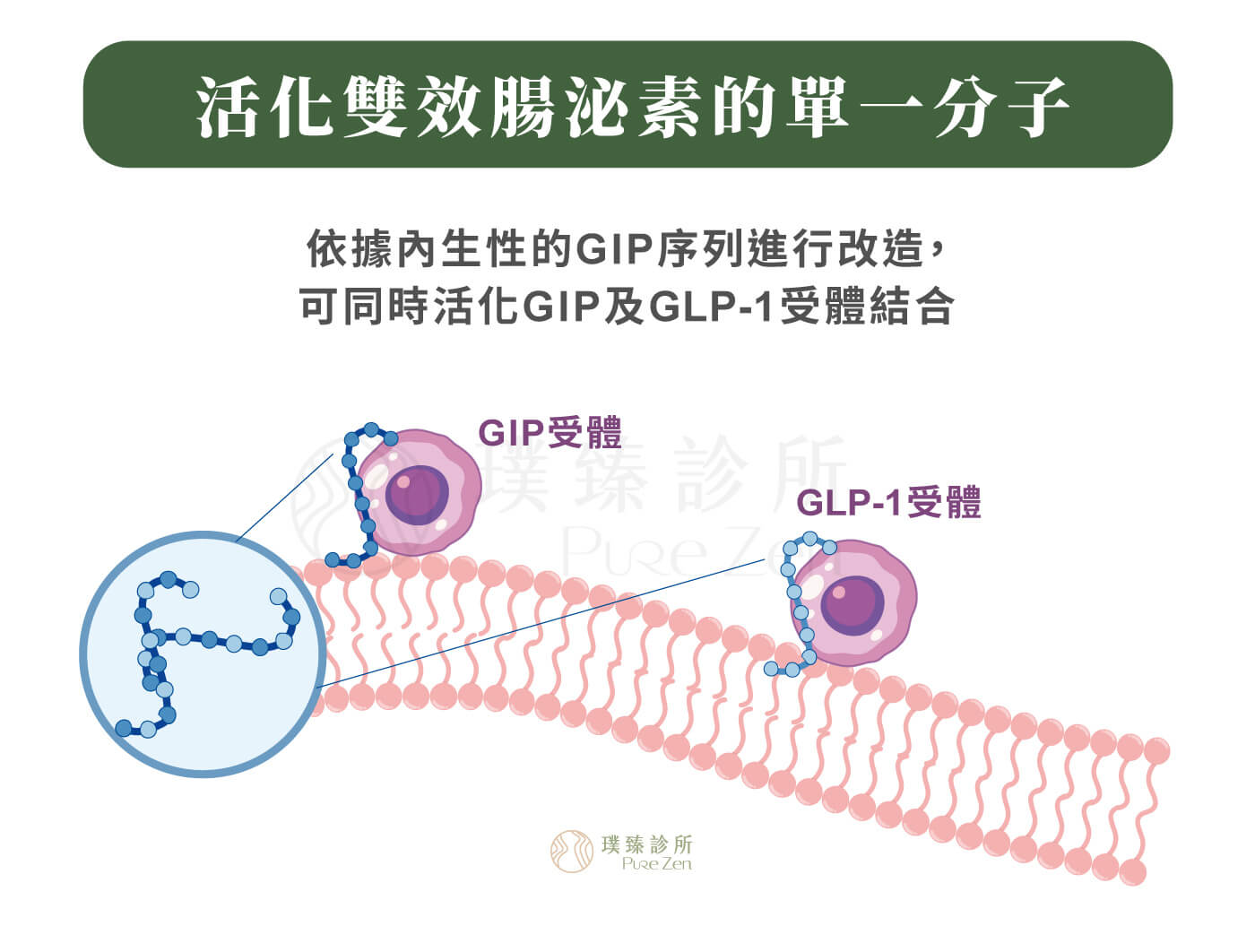 猛健樂的作用機轉,猛健樂的主要成分是Tirzepatide,為腸泌素受體促效劑,可以活化腸胃荷爾蒙「類昇糖素胜肽-1(Glucagon-like peptide-1, GLP-1)」與「葡萄糖依賴型胰島素釋放胜肽(Glucose dependent insulinotropic polypeptide, GIP)」 猛健樂的作用機轉_活化雙效腸泌素的單一分子