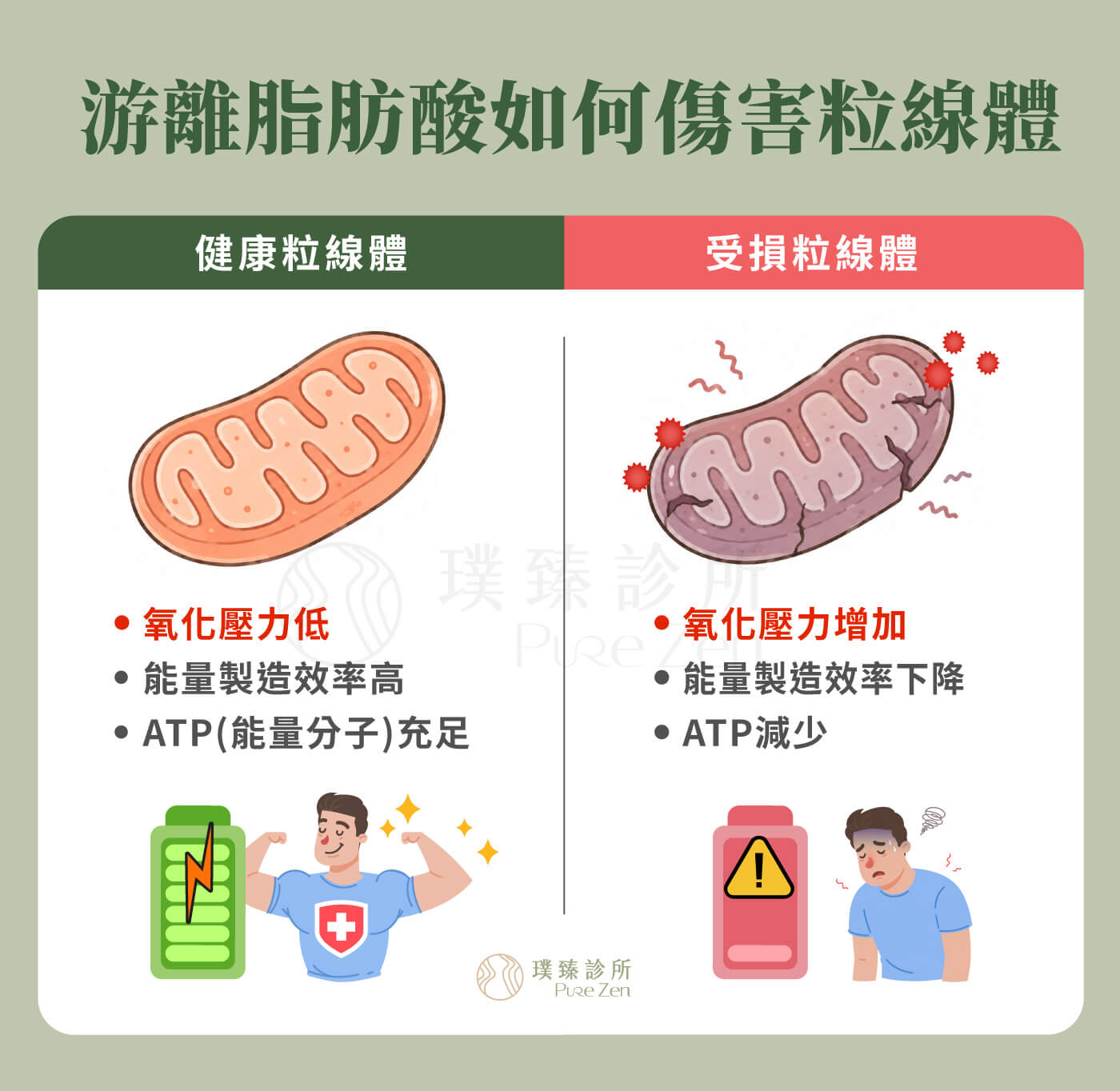 功能醫學點滴在減重的作用原理,支持能量代謝與脂肪燃燒,肥胖脂肪過多造成的慢性發炎會損害粒線體,受損的粒線體無法有效製造能量,因此容易感到疲勞。 什麼是游離脂肪酸_看懂脂肪如何讓身體發炎與能量下降-2