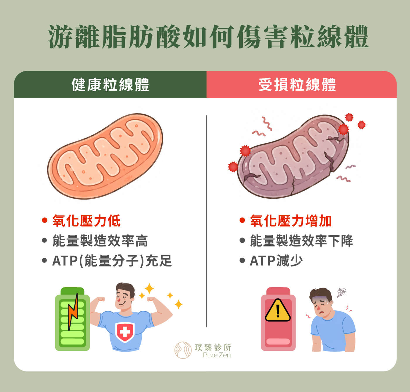 功能醫學點滴在減重的作用原理,支持能量代謝與脂肪燃燒,肥胖脂肪過多造成的慢性發炎會損害粒線體,受損的粒線體無法有效製造能量,因此容易感到疲勞。 什麼是游離脂肪酸_看懂脂肪如何讓身體發炎與能量下-2