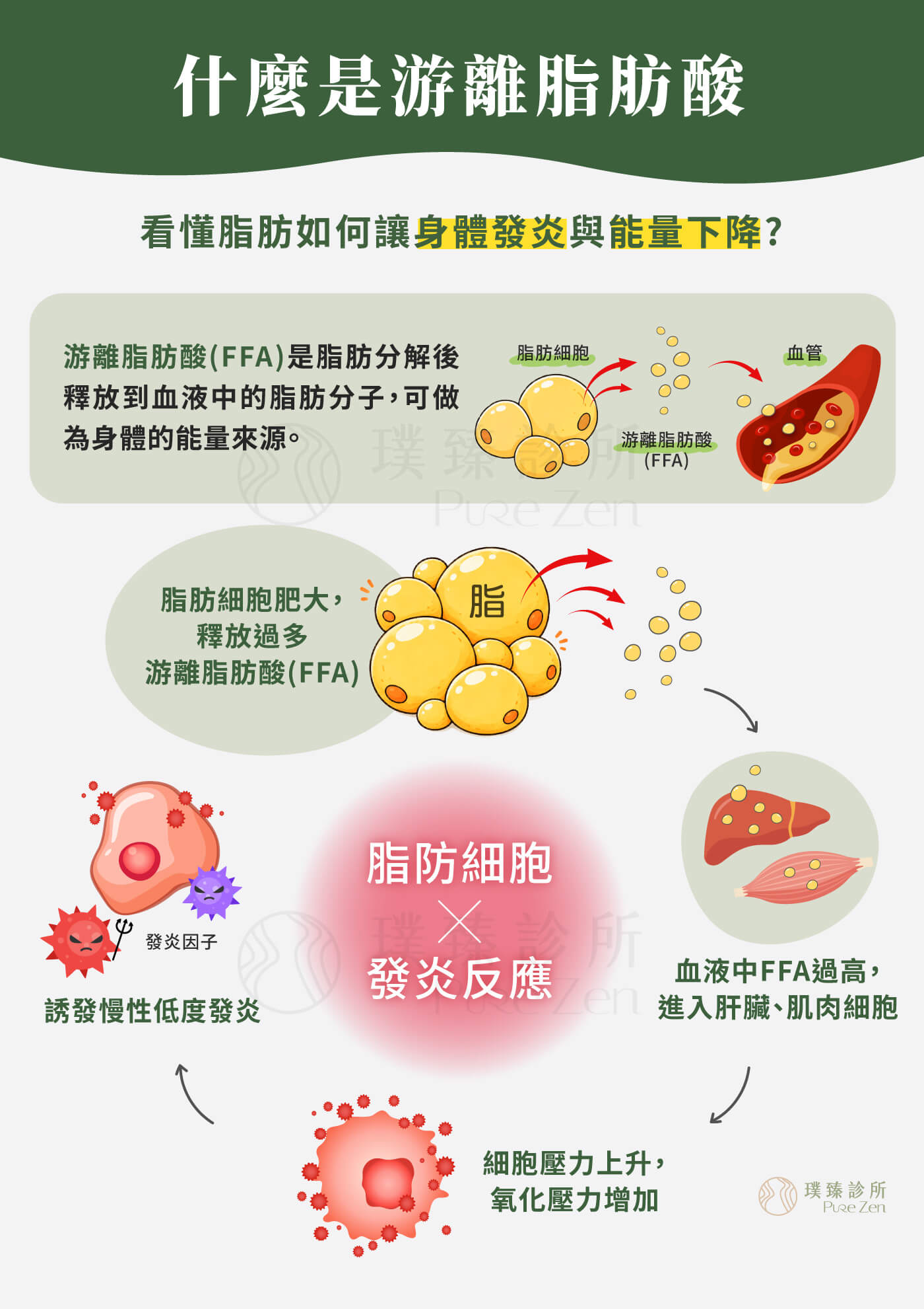 功能醫學點滴在減重的作用原理,支持能量代謝與脂肪燃燒,肥胖脂肪過多造成的慢性發炎會損害粒線體,受損的粒線體無法有效製造能量,因此容易感到疲勞。 什麼是游離脂肪酸_看懂脂肪如何讓身體發炎與能量下降-1