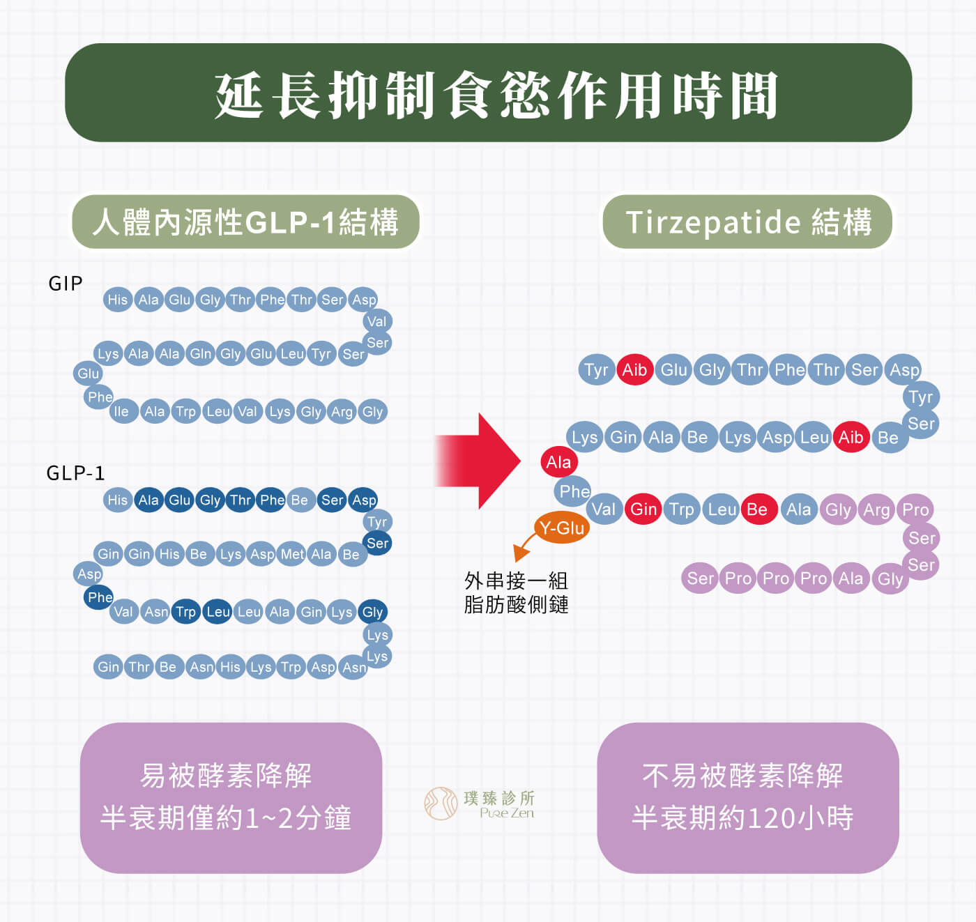 猛健樂延長抑制食慾作用時間