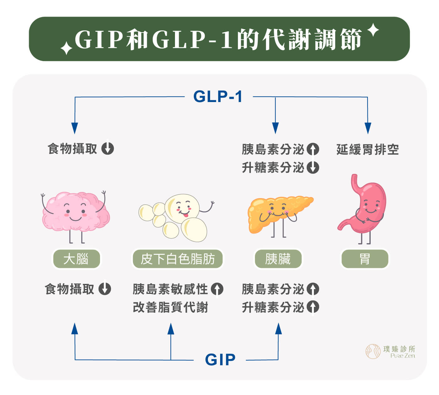 猛健樂的成分Tirzepatide為GIP受體和GLP-1受體促效劑，是市面上較少見可同時活化雙效腸泌素的輔助治療藥品，利用其機轉特性作用於胰臟、胃腸道、腎臟、心臟和大腦中樞及脂肪細胞。