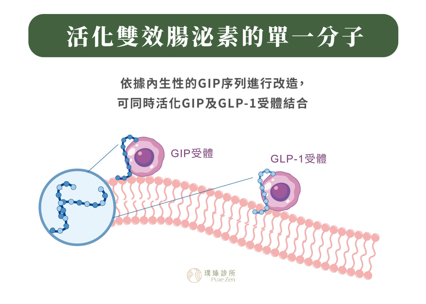 猛健樂的作用機轉_活化雙效腸泌素的單一分子