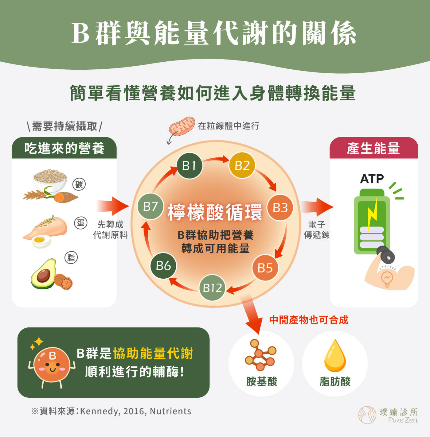 B群與能量代謝的關係_B群是協助能量代謝順利進行的輔酶