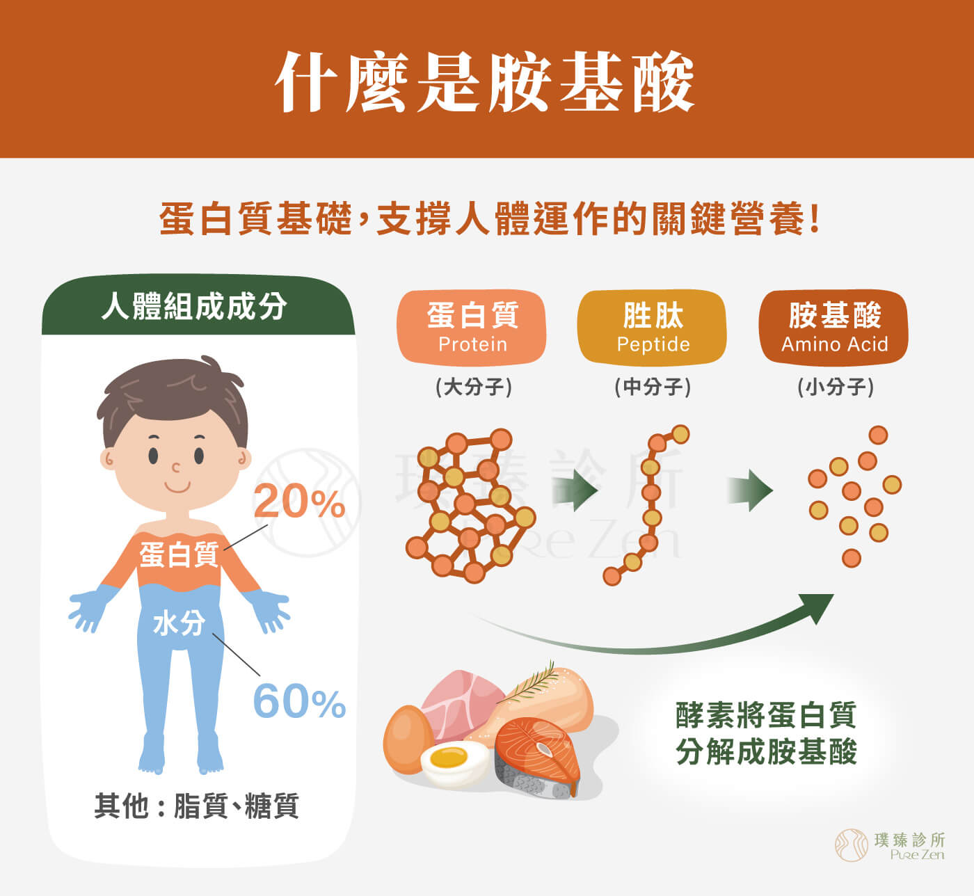 胺基酸(Amino acid)是組成蛋白質的基本單位,約佔身體組成的20%。我們攝取肉類、豆類等蛋白質食物後,身體會將蛋白質分解為胺基酸,再用於肌肉、皮膚、器官、酵素、荷爾蒙、免疫細胞與神經傳導物質的合成。 什麼是胺基酸_蛋白質基礎_支撐人體運作的關鍵營養