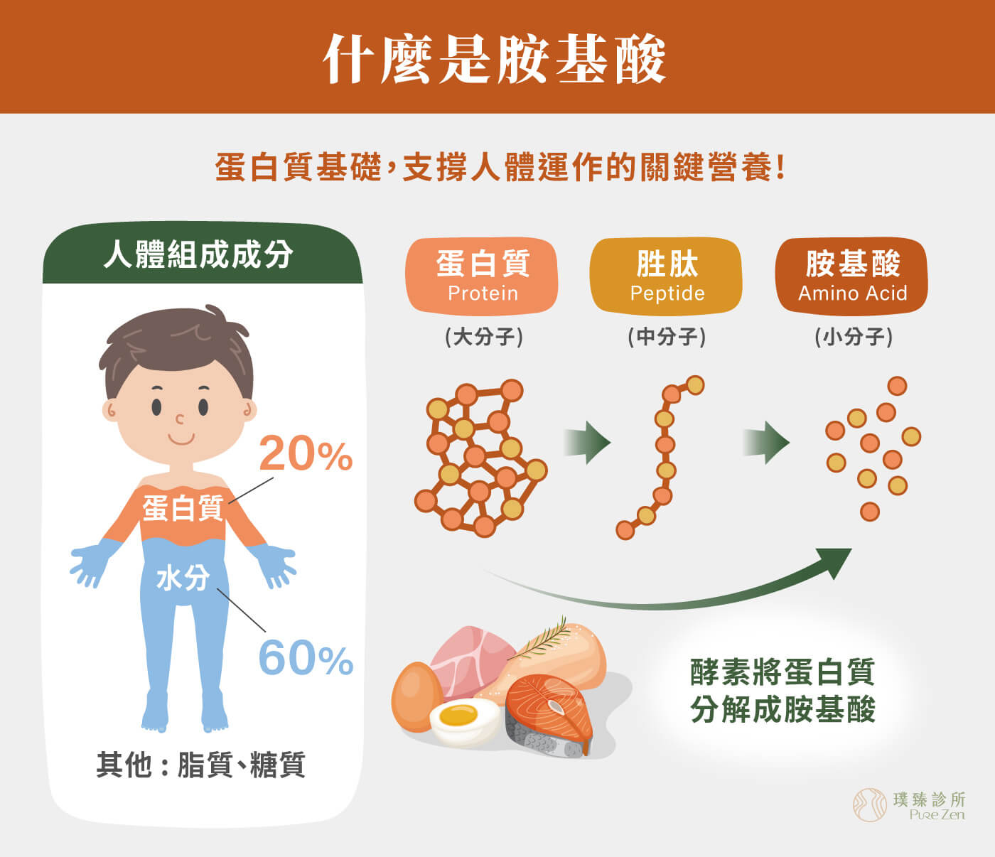 胺基酸(Amino acid)是組成蛋白質的基本單位,約佔身體組成的20%。我們攝取肉類、豆類等蛋白質食物後,身體會將蛋白質分解為胺基酸,再用於肌肉、皮膚、器官、酵素、荷爾蒙、免疫細胞與神經傳導物質的合成。 什麼是胺基酸_蛋白質基礎_支撐人體運作的關鍵營養