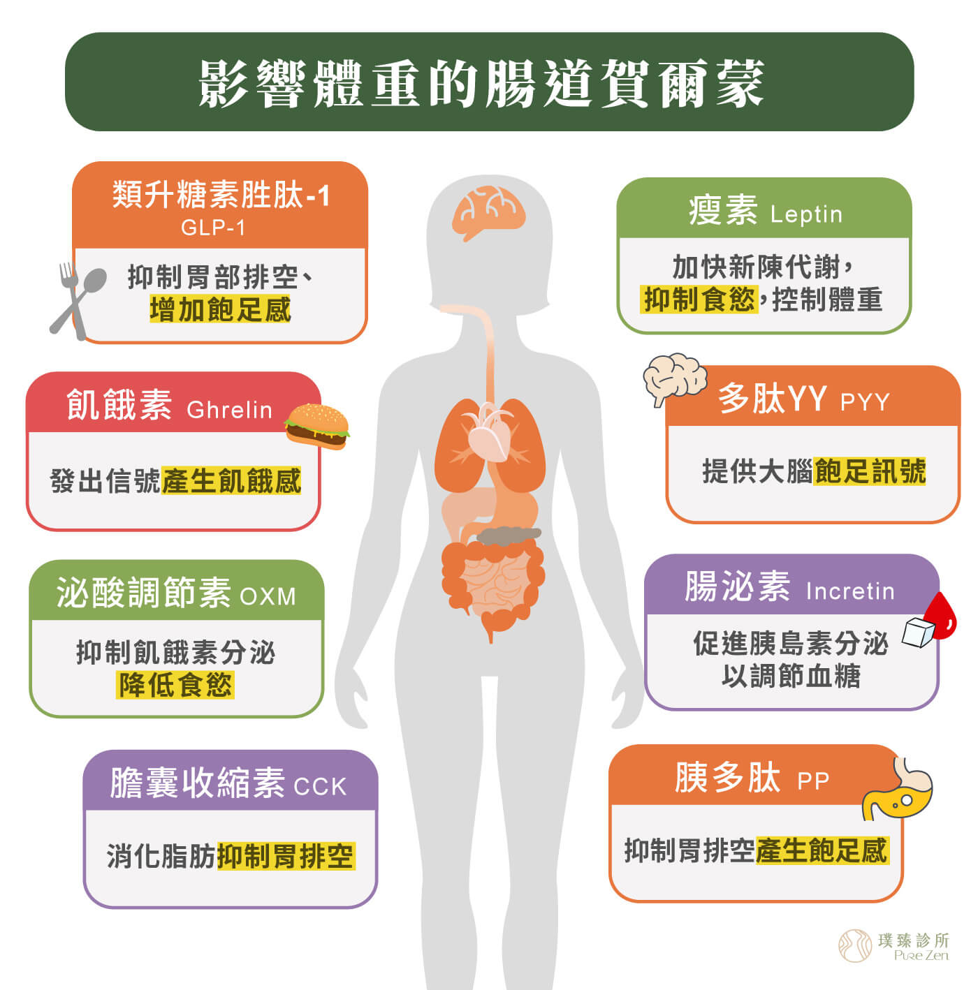 GLP-1 如何調節食慾與荷爾蒙,人體有非常多影響食慾與飽足感的腸胃荷爾蒙。很多人以為肥胖只是熱量攝取過多,從醫學角度來看,體重其實受到多種荷爾蒙與神經訊號共同影響。現代人精緻飲食,高油高糖的的飲食習慣不斷刺激血糖,當血糖大幅波動、胰島素長期偏高時,身體可能更容易儲存脂肪,也更容易出現餐後疲倦、容易餓、想吃甜食等狀況,甚至可能造成胰島素阻抗(Insulin resistance)的惡性循環。當壓力與睡眠不足時,皮質醇、食慾荷爾蒙與飽足訊號也可能被干擾,讓人更難穩定控制食量。 影響食慾與飽足感的腸胃荷爾蒙_GLP-1 如何調節食慾與荷爾蒙