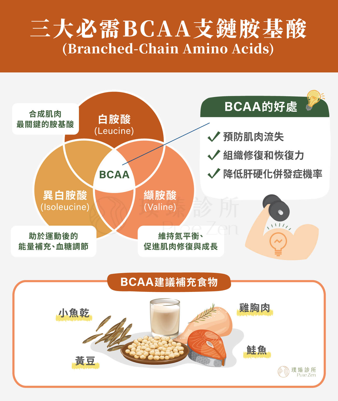 胺基酸對人體的重要性,支持蛋白質合成與肌肉維持,胺基酸是維持肌肉量、基礎代謝與身體結構的重要營養素,當年紀增加後,肌肉對蛋白質的利用效率下降,若每餐蛋白質不足,可能無法有效啟動肌肉合成,身體容易進入「分解大於合成」的狀態,進而影響體力、代謝率與體態維持。研究指出,補充胺基酸點滴可能有助於降低肌肉蛋白質分解,讓身體在疲勞、營養不足或恢復期時,保留較好的胺基酸代謝狀態。 胺基酸對人體的重要性_三大必需BCAA支鏈胺基酸