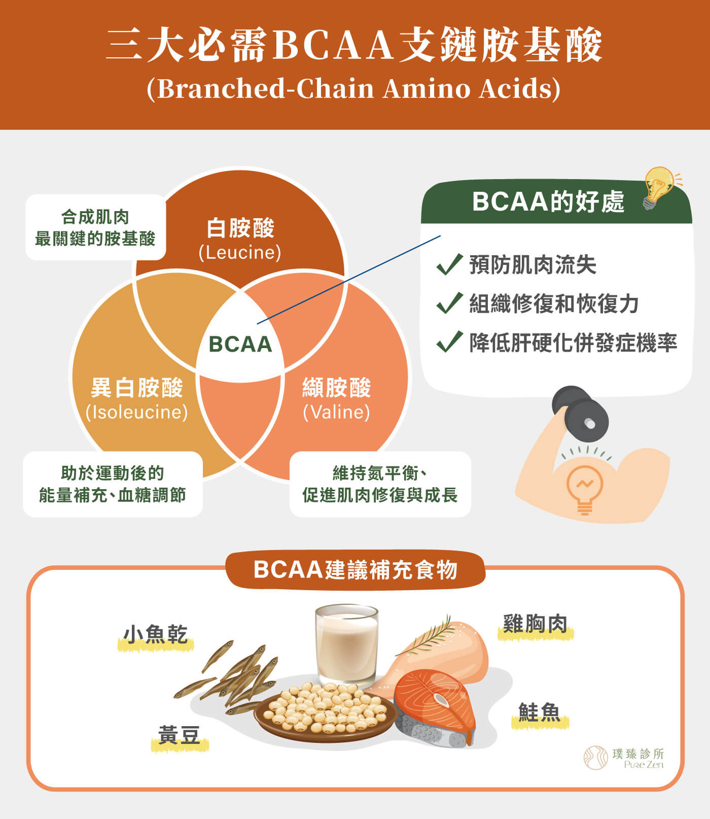 胺基酸對人體的重要性,支持蛋白質合成與肌肉維持,胺基酸是維持肌肉量、基礎代謝與身體結構的重要營養素,當年紀增加後,肌肉對蛋白質的利用效率下降,若每餐蛋白質不足,可能無法有效啟動肌肉合成,身體容易進入「分解大於合成」的狀態,進而影響體力、代謝率與體態維持。研究指出,補充胺基酸點滴可能有助於降低肌肉蛋白質分解,讓身體在疲勞、營養不足或恢復期時,保留較好的胺基酸代謝狀態。 胺基酸對人體的重要性_三大必需BCAA支鏈胺基酸