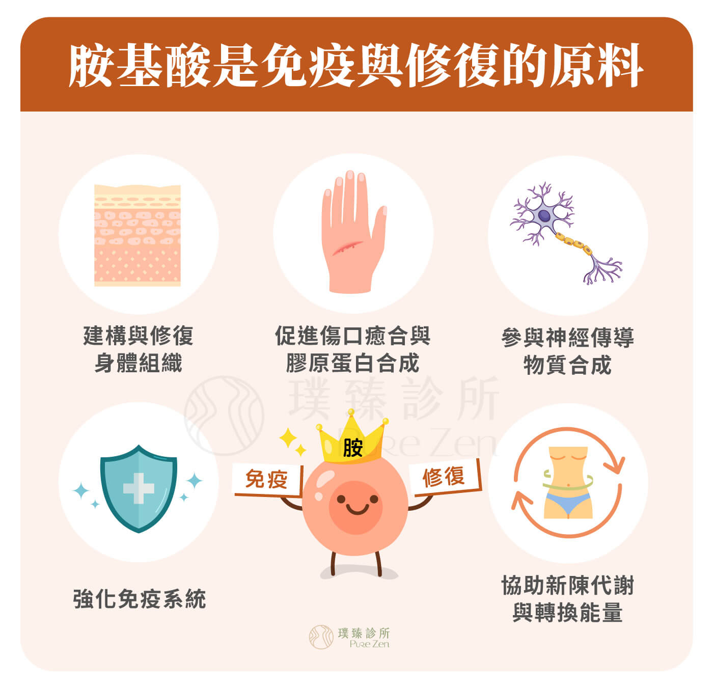 胺基酸對人體的重要性,協助組織修復與恢復力,胺基酸參與皮膚、肌肉、黏膜、器官與結締組織的修復。當身體處於壓力、熬夜、恢復期或營養不足狀態時,胺基酸需求可能增加。若原料不足,身體修復效率也可能受到影響。 胺基酸對人體的重要性_協助組織修復與恢復力