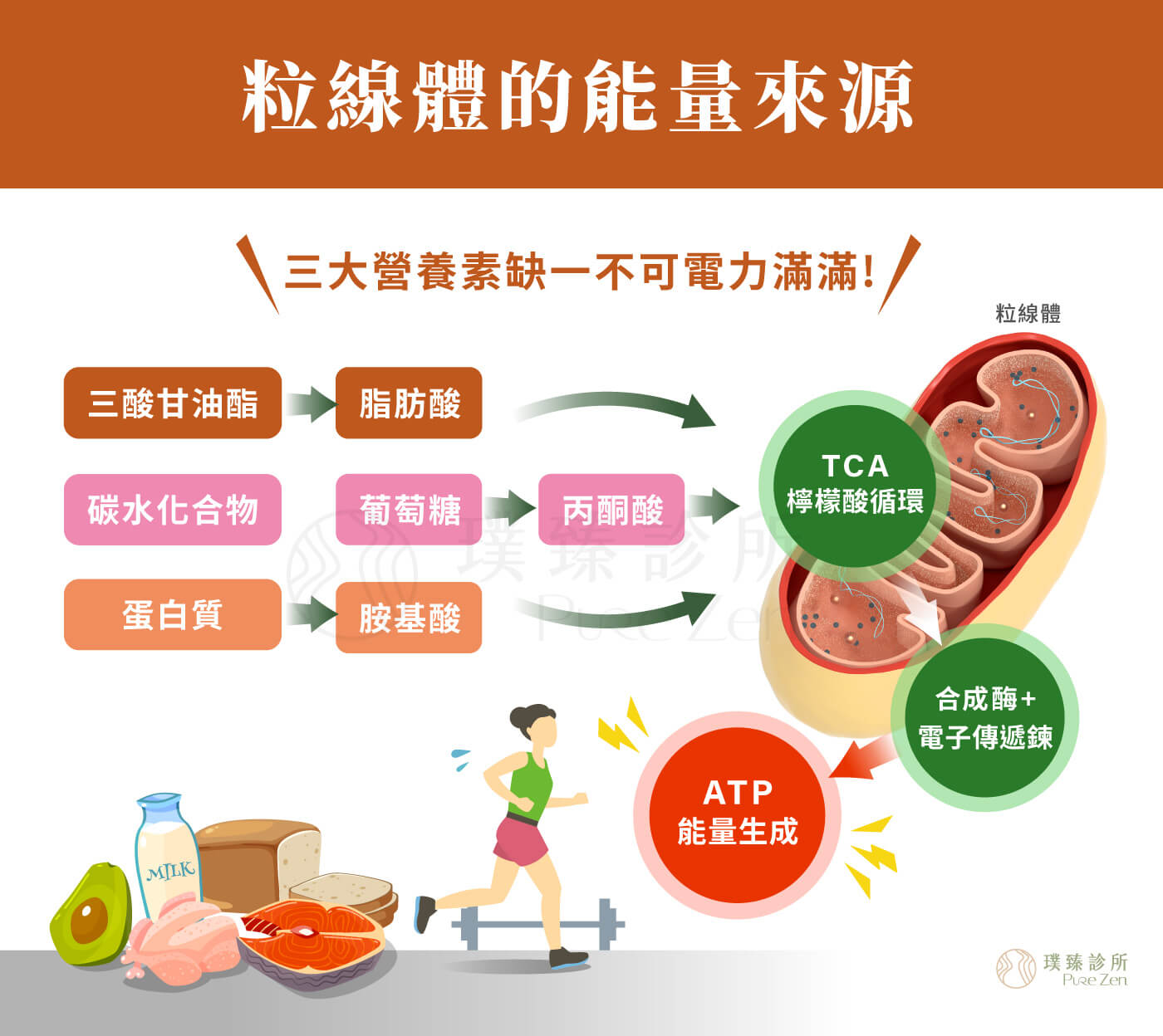 胺基酸對人體的重要性,參與能量代謝與疲勞調節,胺基酸不只是蛋白質的基本單位,也參與身體許多關鍵代謝流程。從能量轉換、肝臟代謝負擔的調節,到神經傳導物質與抗氧化防護系統的運作。例如部分胺基酸與麩胱甘肽合成、尿素循環,以及粒線體能量生成有關,當胺基酸攝取不足、吸收不佳,或身體長期處於壓力、發炎、恢復需求增加的狀態時,細胞能量運作可能受到影響,進而出現容易疲倦、精神不集中、恢復速度變慢,甚至明明休息了卻仍覺得沒有充電感的情況。 胺基酸對人體的重要性_參與能量代謝與疲勞調節