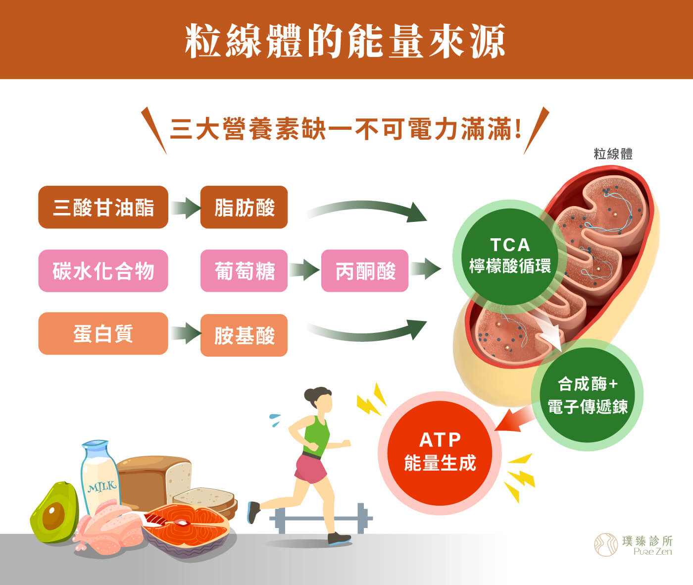 胺基酸對人體的重要性,參與能量代謝與疲勞調節,胺基酸不只是蛋白質的基本單位,也參與身體許多關鍵代謝流程。從能量轉換、肝臟代謝負擔的調節,到神經傳導物質與抗氧化防護系統的運作。例如部分胺基酸與麩胱甘肽合成、尿素循環,以及粒線體能量生成有關,當胺基酸攝取不足、吸收不佳,或身體長期處於壓力、發炎、恢復需求增加的狀態時,細胞能量運作可能受到影響,進而出現容易疲倦、精神不集中、恢復速度變慢,甚至明明休息了卻仍覺得沒有充電感的情況。 胺基酸對人體的重要性_參與能量代謝與疲勞調節