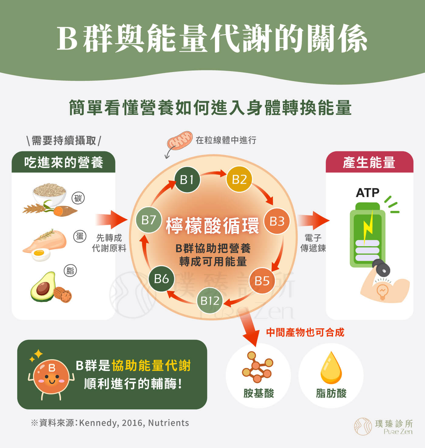 B群與能量代謝的關係,維生素B群在人體中的作用分工不同,人體每天吃進去的碳水化合物、脂肪與蛋白質,需要經過一連串分解與轉換反應,才能進一步產生細胞可利用的能量 ATP。B 群在這些過程中常扮演「輔酶」角色,協助能量代謝相關反應順利進行。例如 B1、B2、B3、B5 B群與能量代謝的關係_B群是協助能量代謝順利進行的輔酶